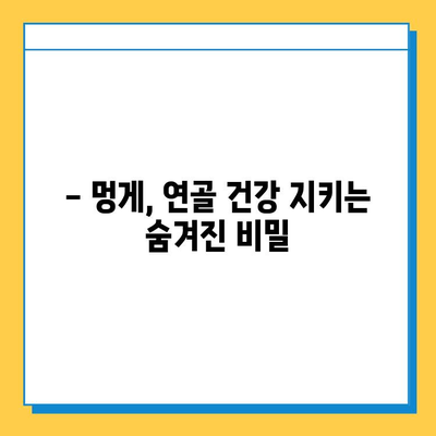 못난이 멍게, 연골 건강 지키는 비밀 무기? | 멍게 효능, 연골 강화, 콜라겐, 관절 건강