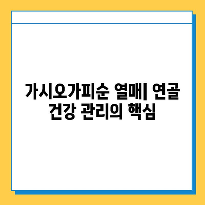 가시오가피순 열매| 연골 건강을 위한 복합 관리의 핵심 | 연골 건강, 관절 건강, 가시오가피, 건강 관리, 천연 성분
